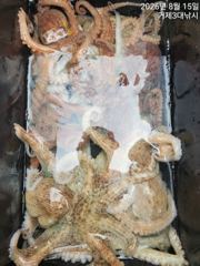 (문어)사량도 두자릿수 두분~마릿수 살아납니다~3대호(18일 예약)