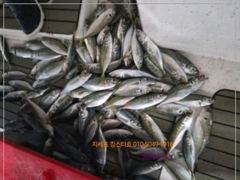 지세포 수퍼 전갱이 조황 사진