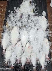 [농어조황] 8월16일 대농어 조황 사진