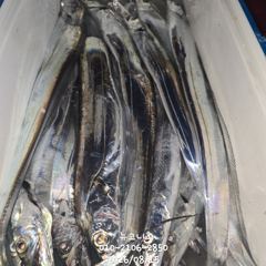 준내만갈치 월요일 출항합니다 예약가능