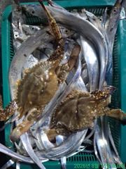 [마산] 풀치,풀치 우두두 사진