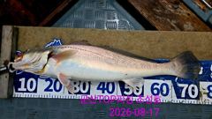 오늘의 조황 - 8월17일! 대물민어사냥! 싸이즈굿굿! - 군산 탑피싱,배낚시,바다낚시