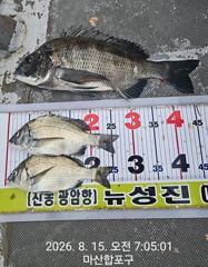 [마산] 뉴성진호/대물 터지고 47 감성돔 사진