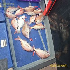 디스커버리호8월17일참돔 조황입니다 사진