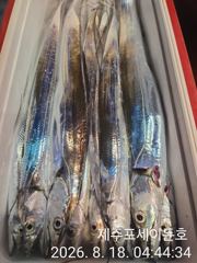 8월 17일 제주포세이돈호 갈치조황 입니다  사진