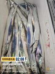 [진해] 준내만갈치! 바글바글호조황! 화욜부터출항! 전화주세요~