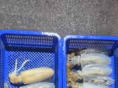 17일 무늬오징어 손맛 보고 왔습니다 내일19일 출조합니다 사진