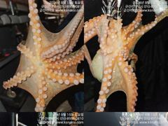 ⭐군산리더호 21.22일 문어출조합니다⭐ 사진