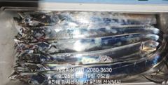 준내만 4지급 텐빈 은빛 갈치 마릿수 쿨러 가득 조황 오늘 무조건 출항 자리여유많음