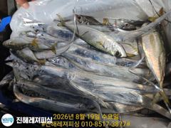 내만칼치ㅡ 엄청나게올라오네요 쿨러가득퍼담고(오늘예약가능