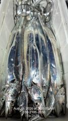 [마산] 갈치씨알대박!조황대박!!!