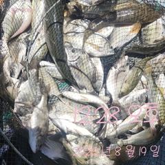 [고성] 19일 감성돔 떼고기 죙일 심심할 틈이 없었습니다. 사진