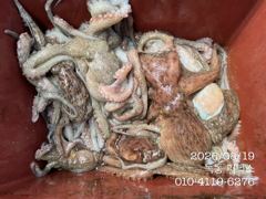 [고흥,녹동] 8월 19일 문어 조황입니다. 사진
