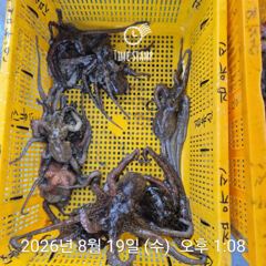 암초 포인트 문어 씨알 마릿수!