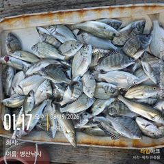 병산  8/19감성돔 농어 마리수 선외기 및내만갯바위조황~~ 사진
