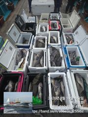 8/19일, 먼침선, 빵빵한 초대형 개우럭~"65cm" 포함 쿨러조황 ~~강추~군산 하이원호 사진