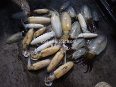 [통영] (무늬팁런)욕지권 오늘도 퍽퍽~180수 오버~~!! 사진