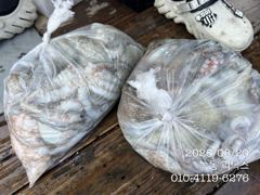 8월 20일 문어 조황입니다 사진