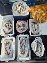 8월 19일 홍원항 뉴아일랜드호 먼바다 백조기 왕중왕전! 전원 쿨러조황·1위 35.2cm 등극! 사진