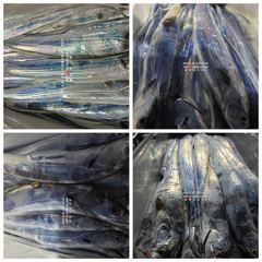 [통영대교피싱]실시간 왕갈치 축제중 내일3자리여유 사진