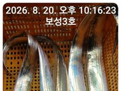 [통영] 14석 보성3호 갈치가 완전 풍년입니다 ~~계속 예약중 자리여… 사진