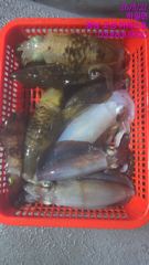 [고성] 20일 목요일 무늬오징어팁런 조황 입니다 사진
