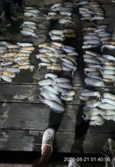 참돔흘림~ 참돔~부시리 대박입니다 ~내일예약가능
