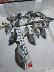 감성돔 흘림~~ 사진