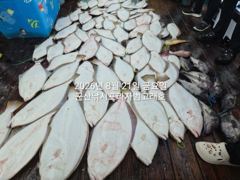 8/20, 날마다 쏟아지는 대광어"대농어등"~대대박 조황~"생미… 사진