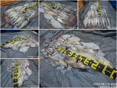 오늘의조황 - [ 고강호 ] 8월 21일 [ 소수정예 굿 조황 !! 대.농어 + 민어 외수질 ] [ 인천배낚시 청마피싱 / 인천선상낚시 / 인천낚시배 ] - 인천 영종도 선상낚시 청마피싱,피싱스토리 사진