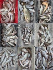 [백조기조황] 8월21일 왕백조기 넘치는쿨러 대박 조황 사진