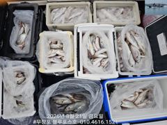 8/21 백조기 조황