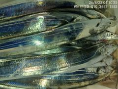 거제 뉴 진성호 8월 22일 야간 외줄 칼치 아침 조항입니다 사진