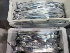 (왕갈치)주렁주렁 줄타고~3지4지 도끼입질~동양호(24일 예약)