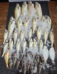 전체조황 - (13명출조) 8월21일 대농어 출조 (굿~!!) - 인천 연안부두 칸피싱, 루어, 침선, 생활낚시 전문 사진