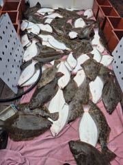 오늘의조황 - 8월 20일 신진도 블랙홀호 8자, 7자, 6자 대광어 조황으로 조기입항했습니다 - 신진도 블랙홀호