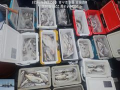 오늘의조황 - 8/22 백조기 조황 - 무창포 블루포스호,배낚시,선상낚시 전문