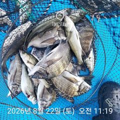 [사천] 삼천포 내만권 감성돔 사진
