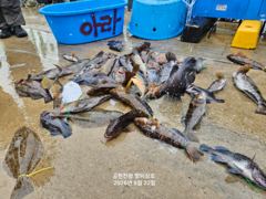[공현진항 짱피싱호] 8월22일 락피쉬 사진