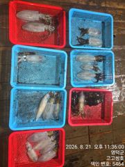8월22일 팁런조황 사진
