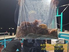 [진해] 내만 돌문어 뜰채질 바쁘다바뻐 최고17수 15수 키로급 오늘 예… 사진