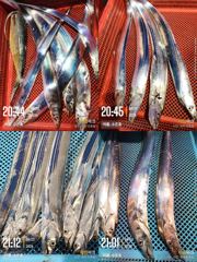 [통영] 통영 수 은 호(14석) 씨알 좋은 갈치로 많이 잡았습니다 내일… 사진