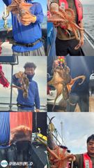 [포항] 8.22 포항돌문어 조황