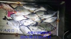 [부산] 가덕천성진양 살감시,칼치 좌대조황 26년8월23일/일 사진