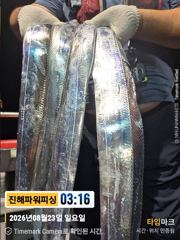 [진해] [갈치/텐빈/텐야]23일입항. 씨알이굿!! 오늘은요만큼[월.화]… 사진