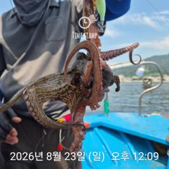 암초 포인트 문어 낚시 사진