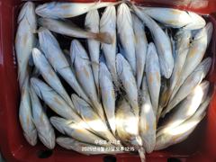 조황정보 - 8/23 백조기 조황 - 무창포 힐링호,배낚시,선상낚시,바다낚시,생활낚시,전문 사진