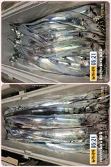 통영 뉴 아시아호>>  땀 흘려가면서 열낚 하신 조사님들 쿨러 조황