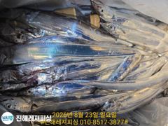 내만칼치ㅡ초저녁부터 팍팍 물어주네요(오늘예약가능