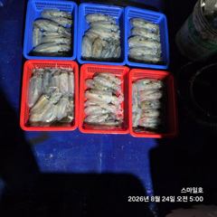 (무늬오징어)감자들만 줄줄이~ 소소한 손맛~스마일호(25일 예약)